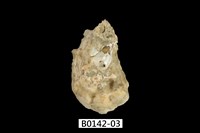 藏品(巨牡蠣(長牡蠣))的圖片